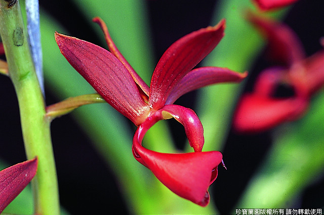Фото орхидеи Mormodes Jumbo Candy