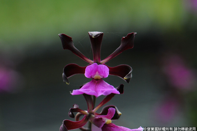 Фото орхидеи Epidendrum atropurpureum