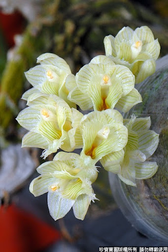 Фото орхидеи Clowesia warczewitzii 'Jumbo'