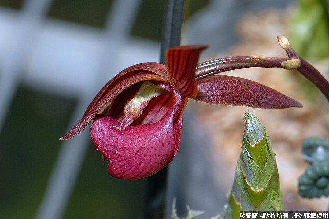 Фото орхидеи Mormodes Jumbo Artemis 'Jumbo'