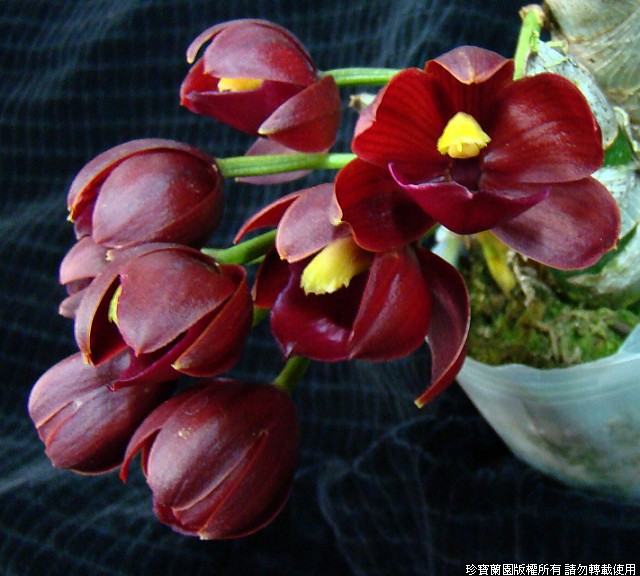 Фото орхидеи Cyclodes Jumbo Rosy