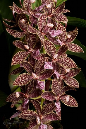 Фото орхидеи Cycnodes Jumbo Canaan