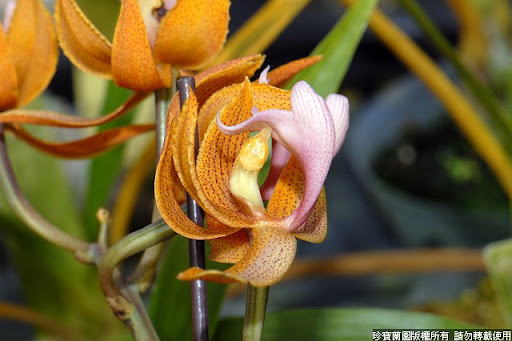 Фото орхидеи Mormodes Jumbo Poseidon