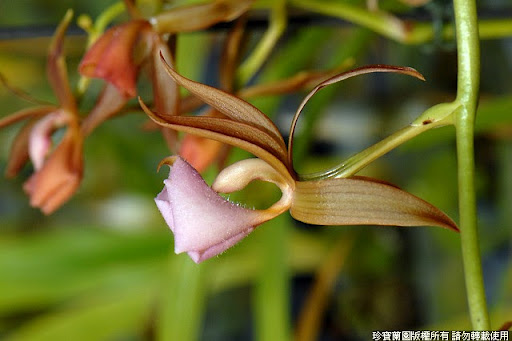 Фото орхидеи Mormodes speciosa 'Jumbo'