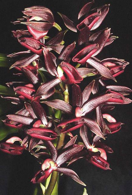 Фото орхидеи Mormodes uncia 'Rubytex'