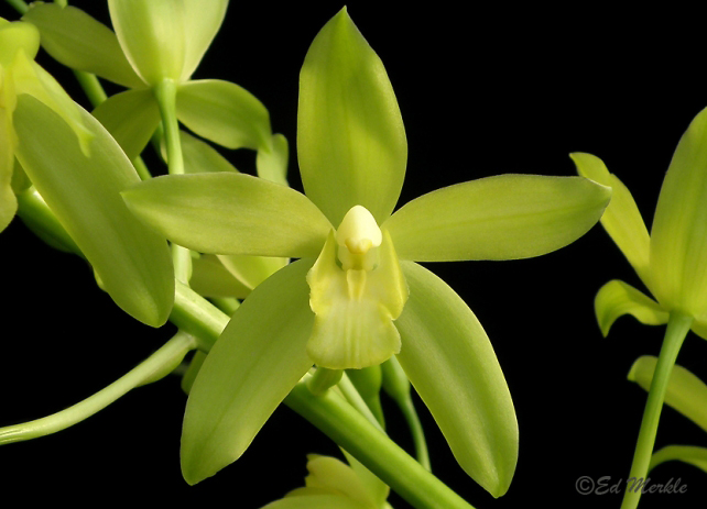 Фото орхидеи GrammatoCymbidium Lovely Melody