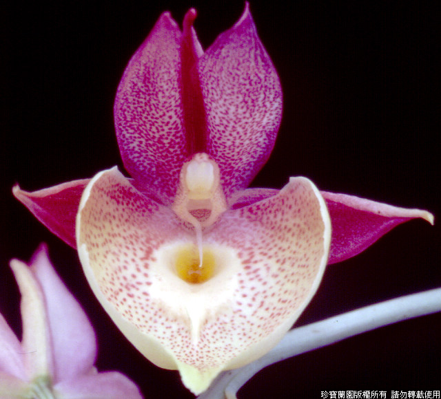 Фото орхидеи Catasetum Penang 'Love Song'