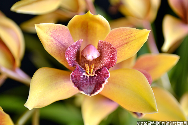 Фото орхидеи Grammatocymbidium Jumbo Mesazia