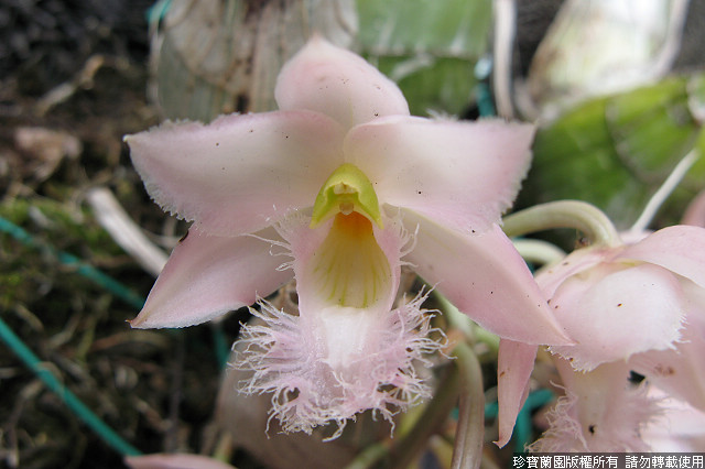 Фото орхидеи Clowesia Grace Dunn 'Chadds Ford'