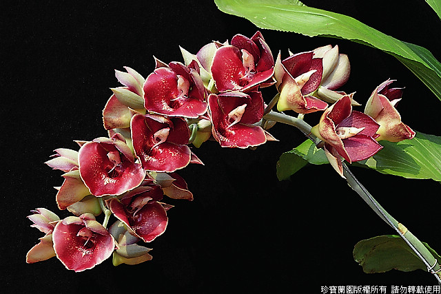 Фото орхидеи Catasetum Orchidglade 'Jack of Diamond'