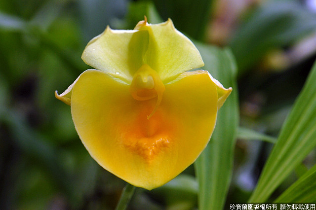 Фото орхидеи Catasetum Susan Fuchs 'Yellow Bird'