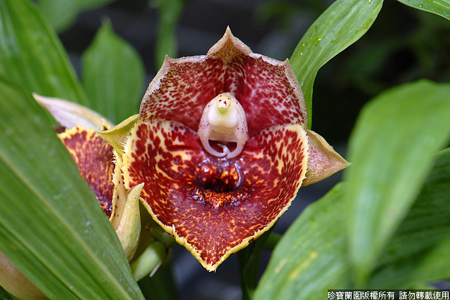 Фото орхидеи Catasetum Susan Fuchs 'Mars'