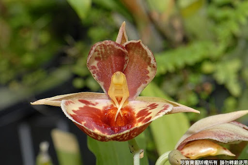 Фото орхидеи Catasetum Bravo 'Jumbo Orchids'