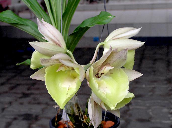Фото орхидеи Catasetum Bound for Glory 'Jumbo'