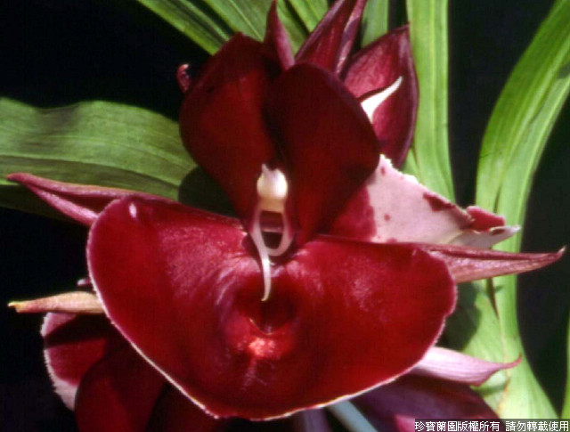 Фото орхидеи Catasetum Penang 'Jumbo Beauty'