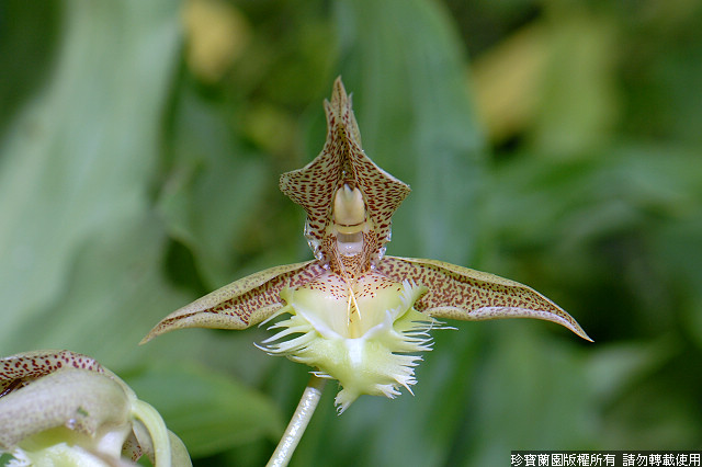 Фото орхидеи Catasetum cristatum