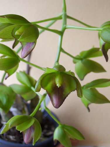 Фото орхидеи Catasetum socco