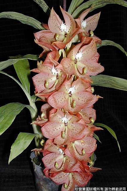 Фото орхидеи Cycnoches barthiorum 'Jumbo Orchids'
