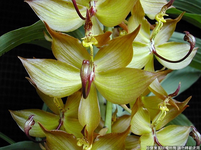 Фото орхидеи Cycnoches cooperi 'Jumbo Sunrise'