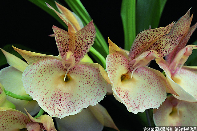 Фото орхидеи Catasetum pileatum 'Red Pena'