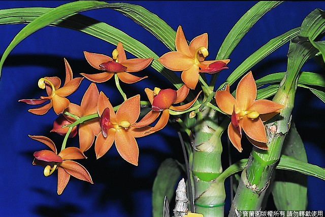 Фото орхидеи Cycnodes Jumbo Micky 'Jumbo Orchids'