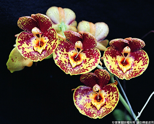 Фото орхидеи Catasetum Susan Fuchs 'Jumbo'