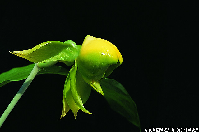 Фото орхидеи Catasetum viridiflavum 'Green Gem'
