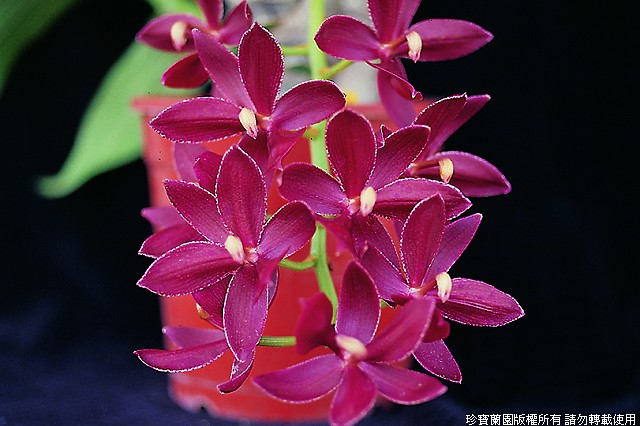 Фото орхидеи Cycnodes Jumbo Primier 'Citizen'