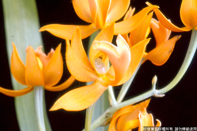 Фото орхидеи Mormodes Jumbo Odin 'Jumbo Orchids'