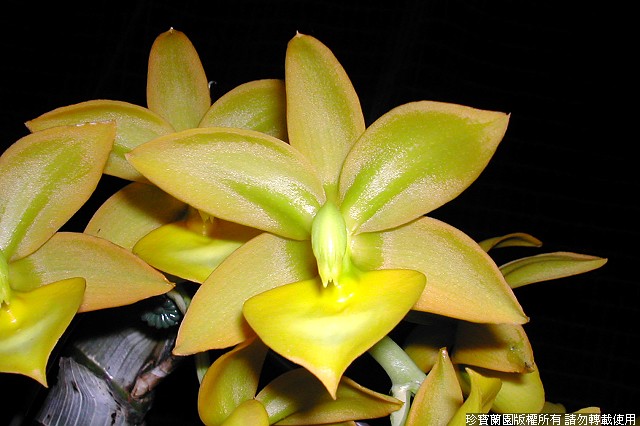 Фото орхидеи Cycnodes Jumbo Puff 'Jumbo Emperor'