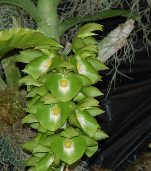 Фото орхидеи Catasetum pileatum 'Jumbo Green Gold'