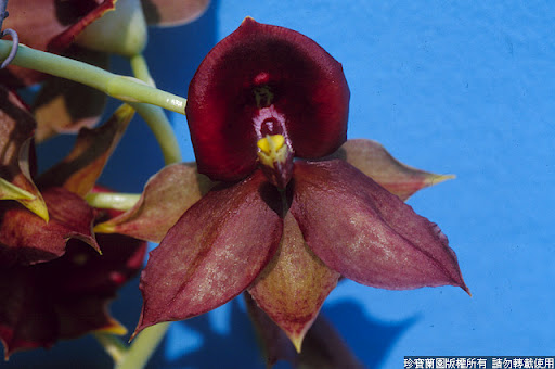 Фото орхидеи Catanoches Jumbo Chilin 'Disa'