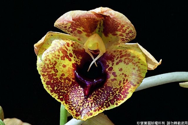 Фото орхидеи Catasetum expensum 'Jumbo'