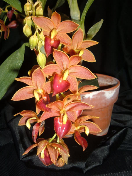 Фото орхидеи Cycnodes Jumbo Micky 'Jumbo Fifi'
