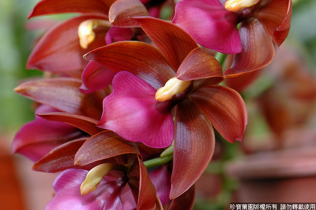 Фото орхидеи Cycnodes Wine Delight 'Jumbo Orchids'