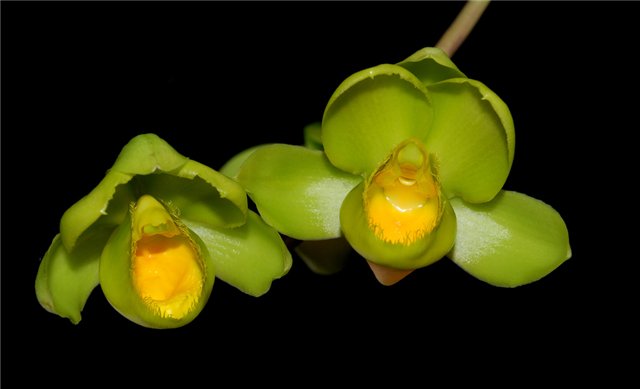 Фото орхидеи Clowesetum Jumbo Polar 'Topaz'