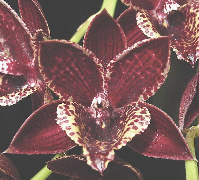 Фото орхидеи Mormodia Jumbo World 'Smile'