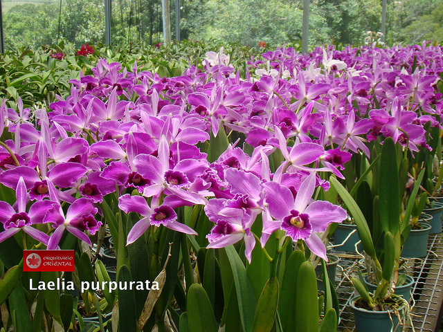 Laelia purpurata.jpg