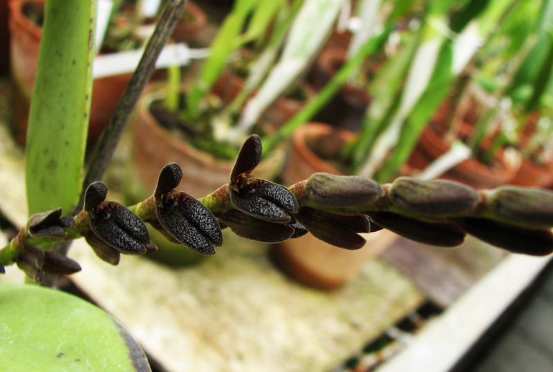 Pleurothallis saurocephala.jpg