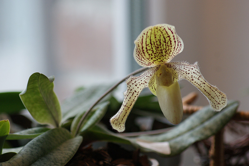 paph. godefroyae x moquetteanum