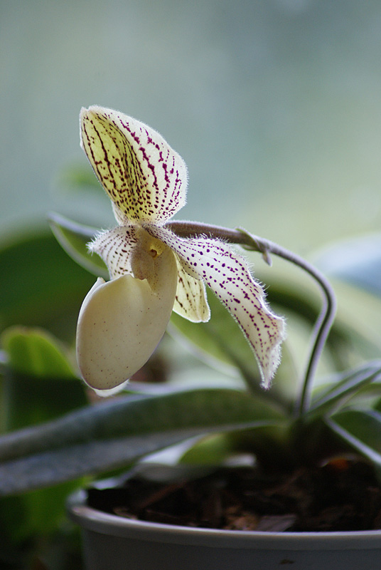 paph. godefroyae x moquetteanum