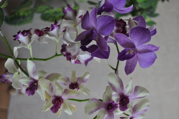 Dendrobium Sakda Blue, Kultana Fancy, King of Monkey