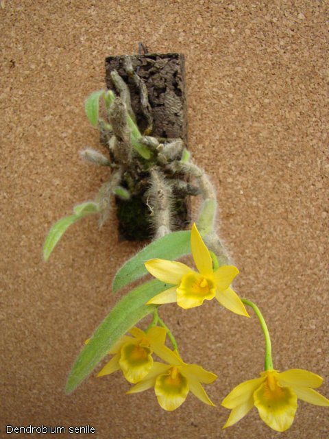 Dendrobium senile1.jpg