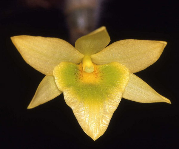 Dendrobium senile.jpg