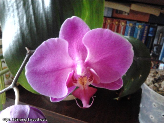 Dtps. Hsinying Sweetheart.jpg