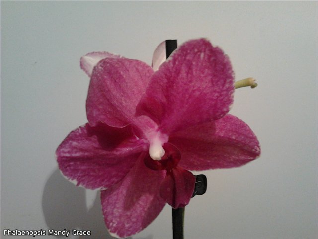 Phalaenopsis Mandy Grace.jpg