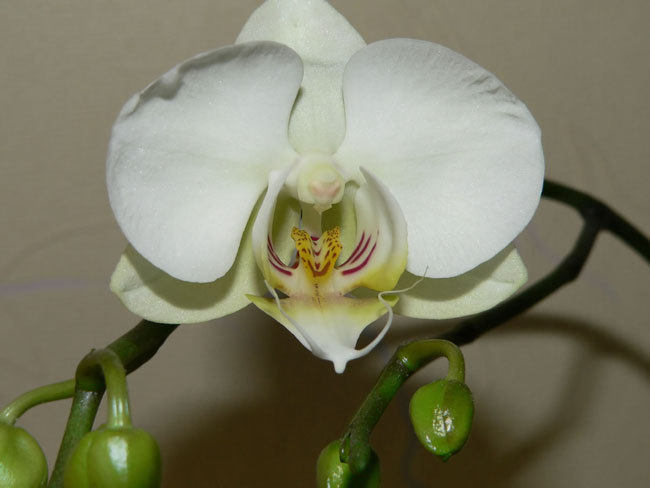 phal.jpg