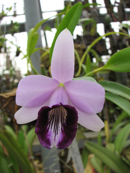 Laelia dayana coerulea 'Chojamaru' x SELF.jpg