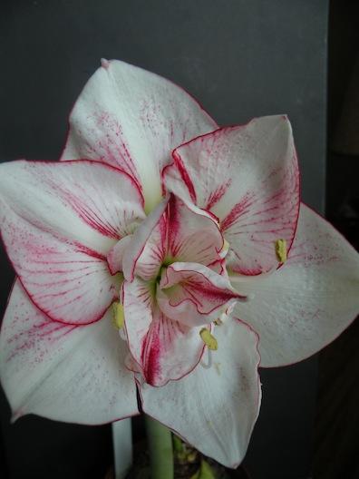 DSCN9562.JPG