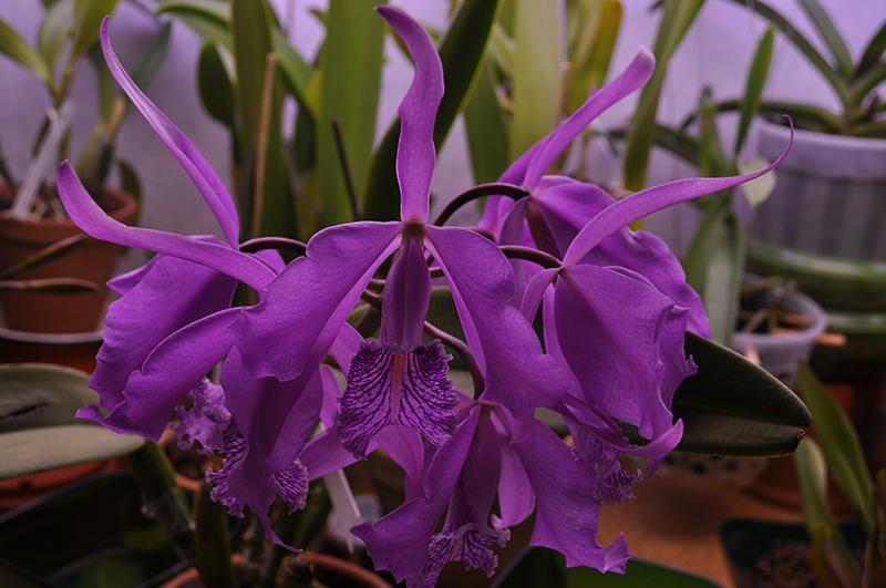 Cattleya maxima.JPG